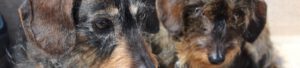 Homepage hondenpenning hondenpenningen halsbanden halsband honden Animalwebshops