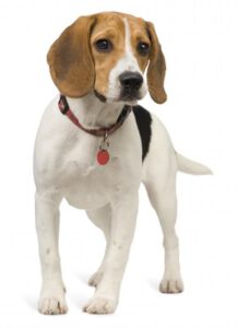 Hond met hondenpenning hondenpenningen AnimalWebshop