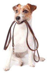 halsbanden site halsband halsbandensite hond hondenlijn hondenriem tuig hondentuig AnimalWebshop